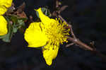 Fourpetal St. Johnswort